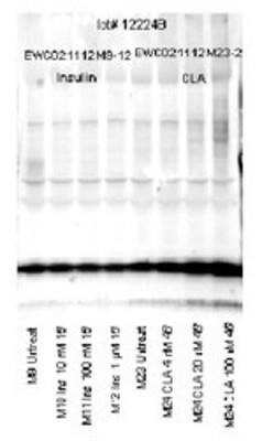 Western Blot: MRCL3 [p Ser19, p Ser20] Antibody [NB100-1687]